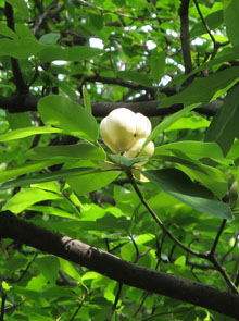 ヒメタイサンボク 姫泰山木 Magnolia Virginiana Linn 1753 科 名 モクレン科 Magnoliaceae 属 名 モクレン属 Magnolia Linn 1735 英語名 Laurel Magnolia Swamp Bay Swamp Laurel Sweet Magnolia 原産地 北アメリカ東部 アメリカ合衆国