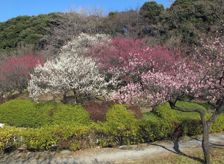 ウメの園芸品種