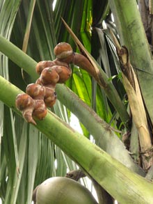 F5894】 大珍品 超希少 世界最大 フタゴヤシ 双子椰子 オオミヤシ 植物