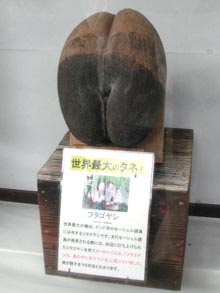 F5894】 大珍品 超希少 世界最大 フタゴヤシ 双子椰子 オオミヤシ 植物