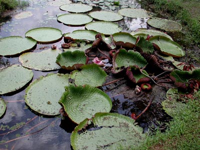 スーパー オオオニバスの苗B - 水生植物